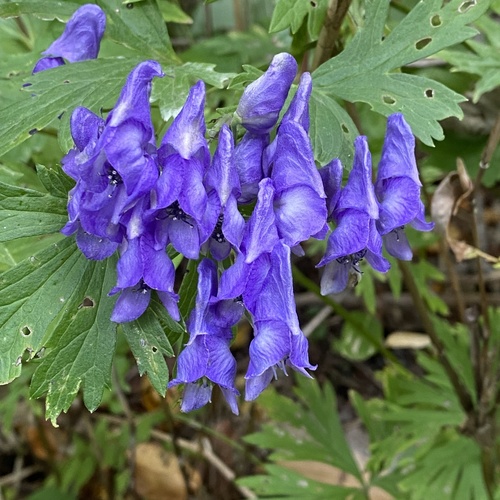Aconitum sachalinense