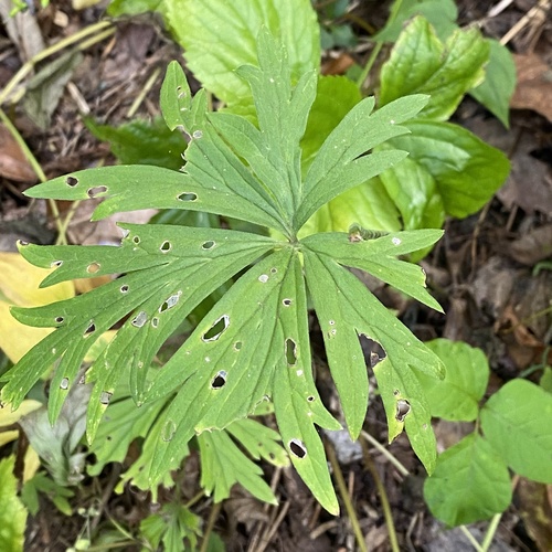 Aconitum sachalinense, photograph 1