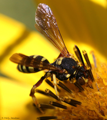 Nomada vincta