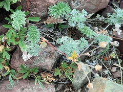 Potentilla sericea
