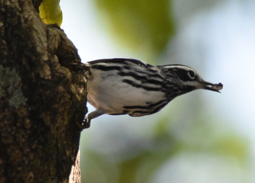 Mniotilta varia image