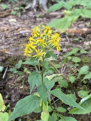 Solidago virgaurea asiatica