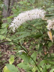 Actaea simplex