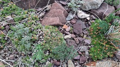 Androsace dasyphylla