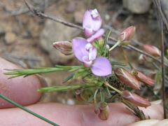 Polygala umbellata