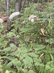 Actaea simplex