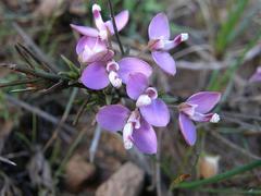 Polygala umbellata