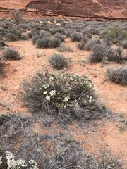 Eriogonum corymbosum