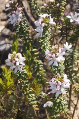 Philotheca hispidula