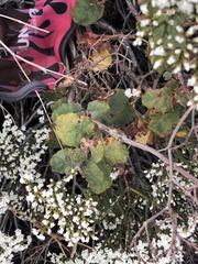 Eriogonum corymbosum
