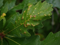 Neuroterus floccosus
