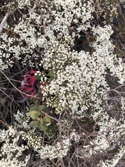 Eriogonum corymbosum