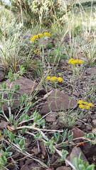 Bupleurum bicaule