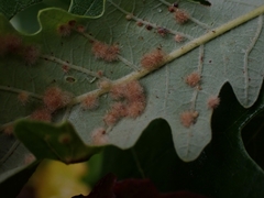 Neuroterus floccosus