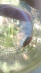 Edessa rufomarginata