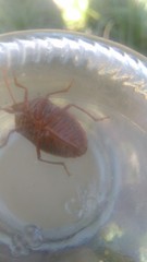 Edessa rufomarginata