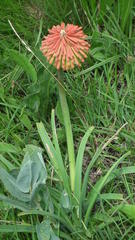 Kniphofia baurii