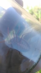 Edessa rufomarginata