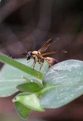 Polybia chrysothorax