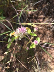 Gomphrena nitida