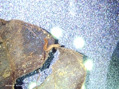 Geonemertes pelaensis