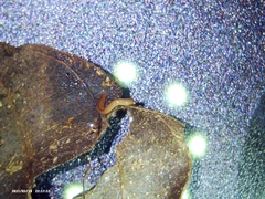 Geonemertes pelaensis