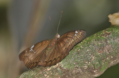 Bassarona teuta