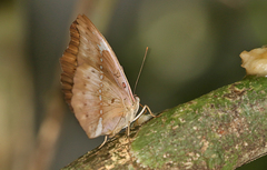 Bassarona teuta