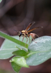 Polybia chrysothorax