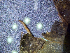 Geonemertes pelaensis