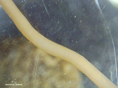 Geonemertes pelaensis