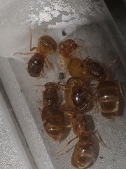 Lasius brevicornis