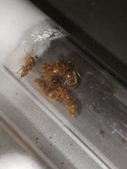 Lasius brevicornis