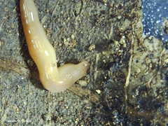 Geonemertes pelaensis