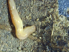 Geonemertes pelaensis