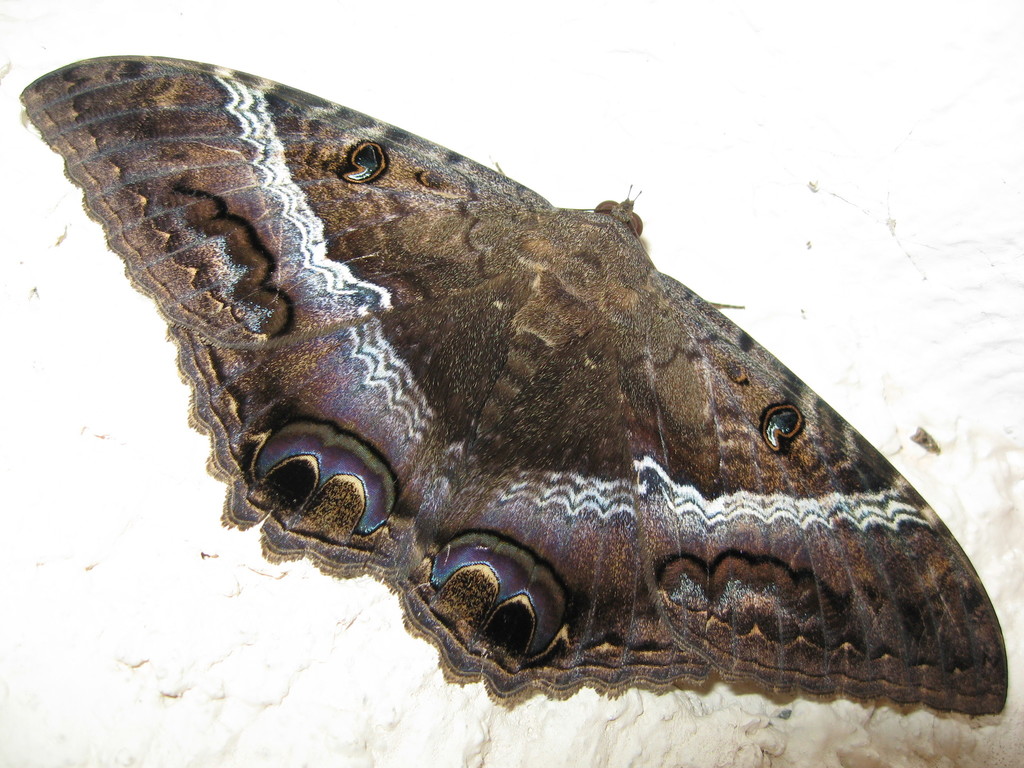 Ascalapha