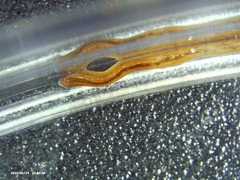 Geonemertes pelaensis