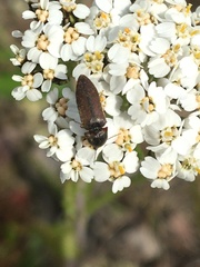 Sericus incongruus