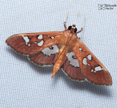 Phostria