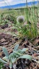 Echinops humilis