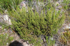 Cliffortia atrata