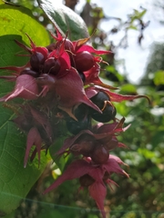 Leycesteria formosa