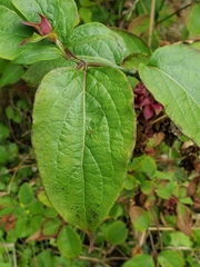 Leycesteria formosa