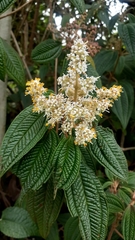 Miconia subseriata