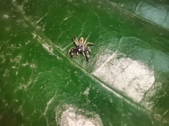 Phintelloides versicolor