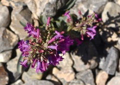 Penstemon confusus