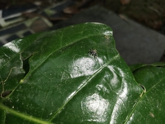 Phintelloides versicolor