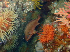 Chirodactylus brachydactylus