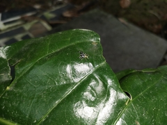 Phintelloides versicolor