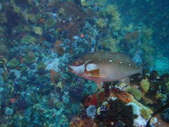 Chirodactylus brachydactylus